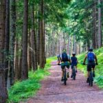 Forest, Forest Road, Mountain Bike, E-Bike, E-Mtb