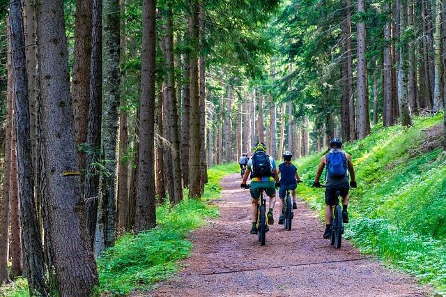 Forest, Forest Road, Mountain Bike, E-Bike, E-Mtb