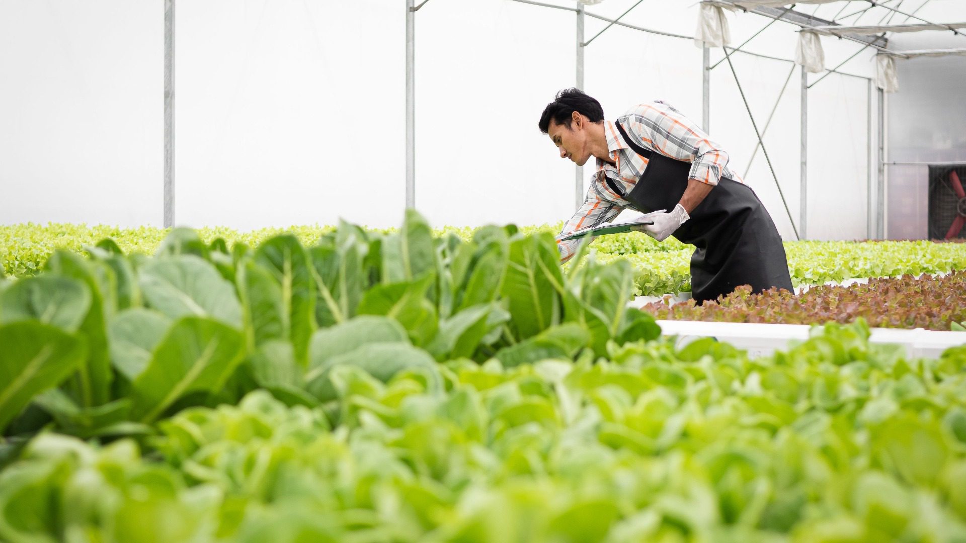 greenhouse horticulture market agriculture farming