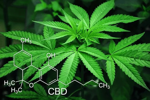 cbd cannabis