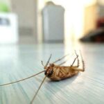 How To Easily Get Rid Of Roaches Without Using Foggers | Native Pest Management