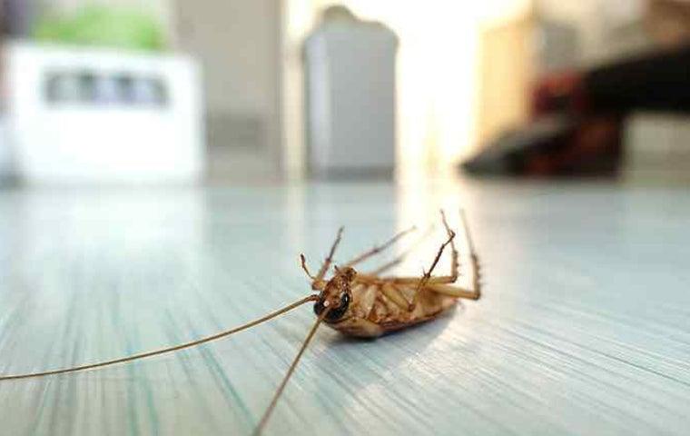 How To Easily Get Rid Of Roaches Without Using Foggers | Native Pest  Management